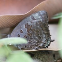 Arhopala amantes Hewitson, 1862